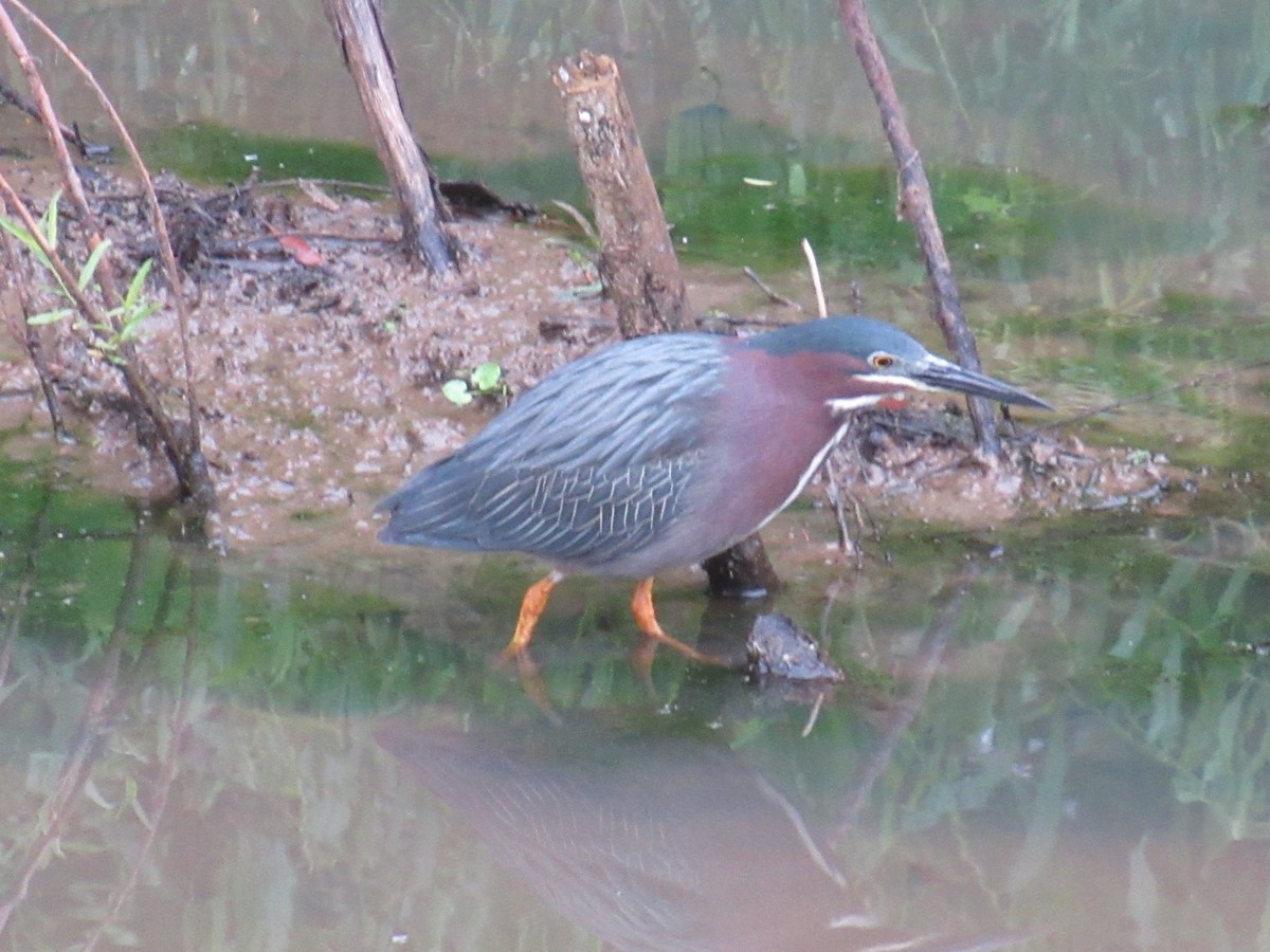 Green Heron - ML635676323