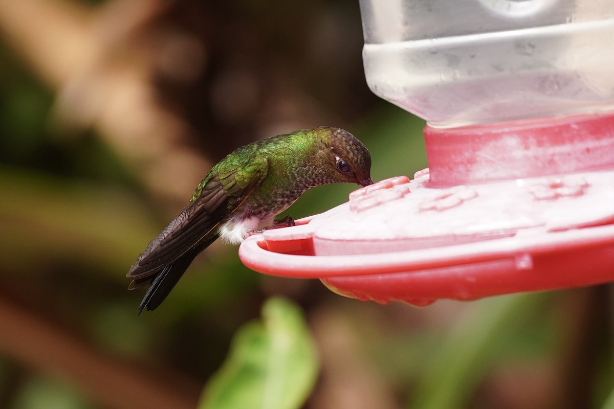 Greenish Puffleg - ML635676345
