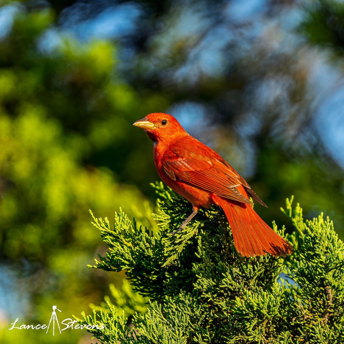 sommerpiranga - ML635676401