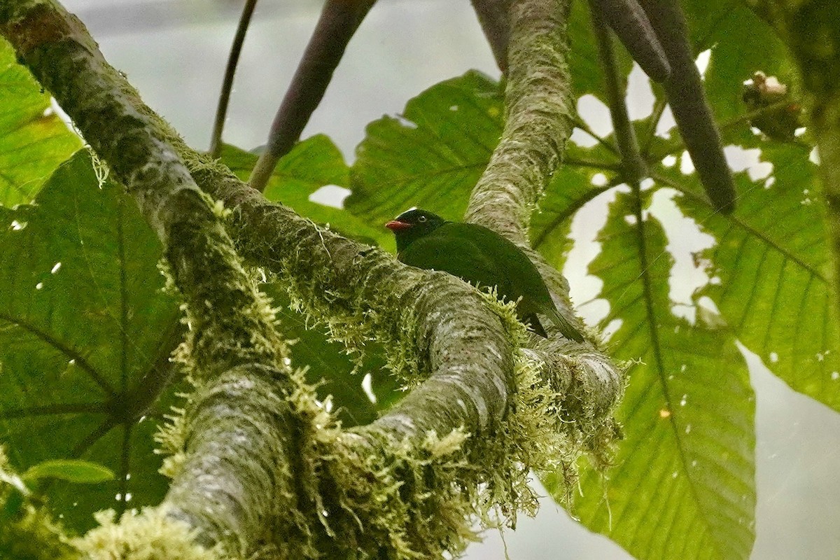 Orange-breasted Fruiteater - ML635676564