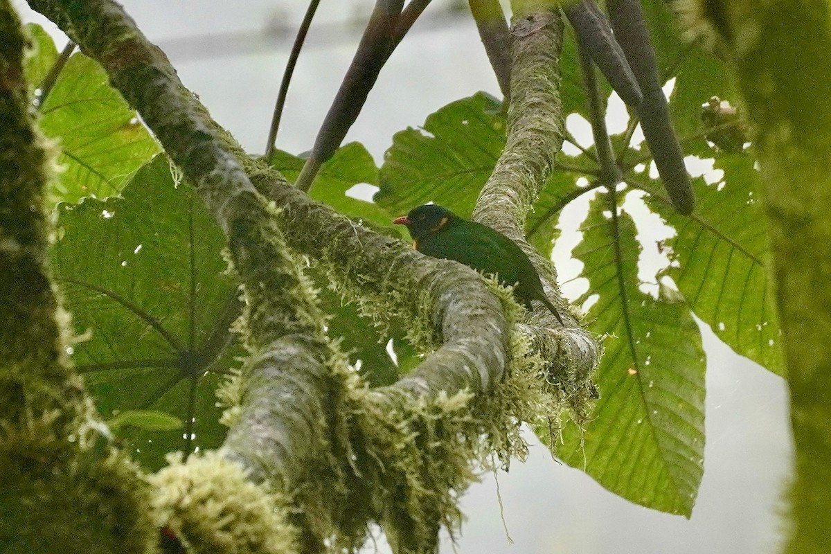 Orange-breasted Fruiteater - ML635676565
