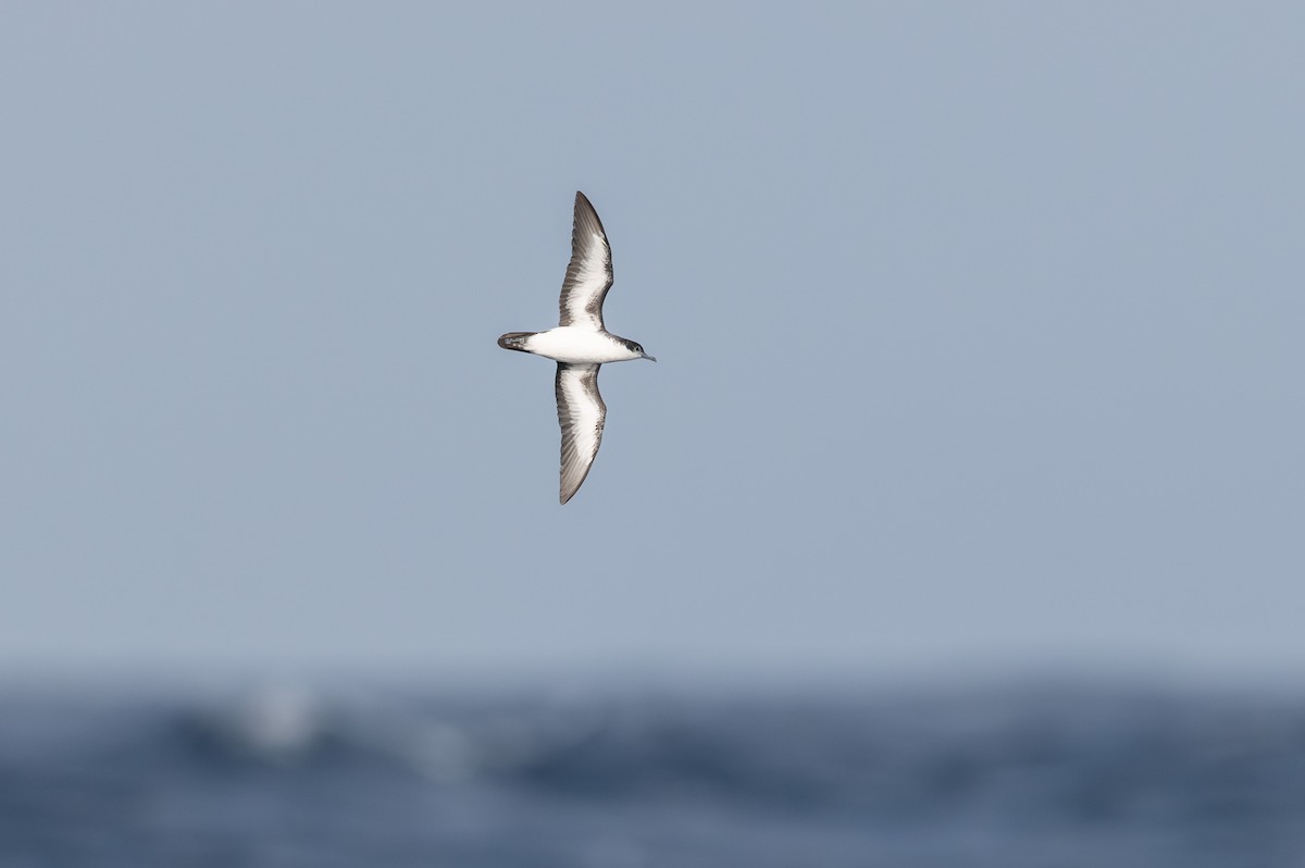 Boyd's Shearwater - ML635676568