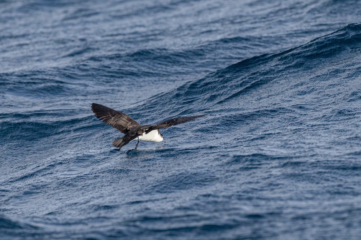 Boyd's Shearwater - ML635676569