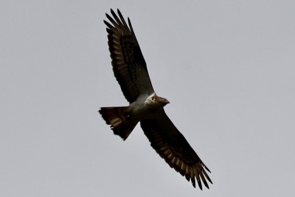 European Honey-buzzard - ML635676570