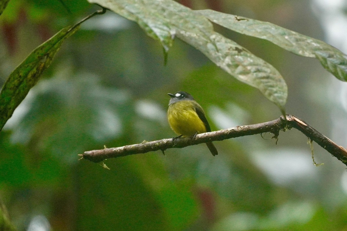 Ornate Flycatcher - ML635676582