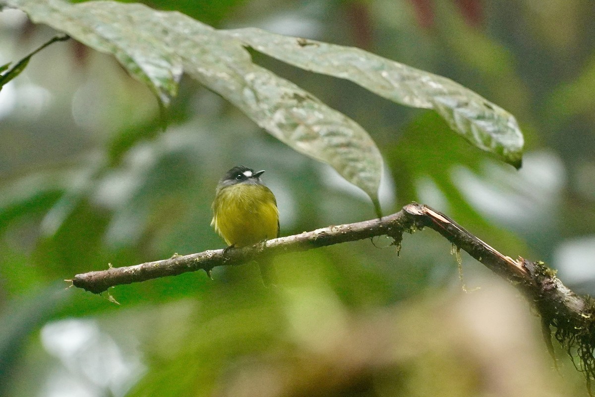 Ornate Flycatcher - ML635676583