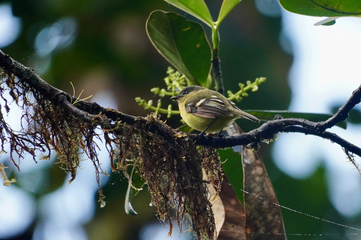 Handsome Flycatcher - ML635676589