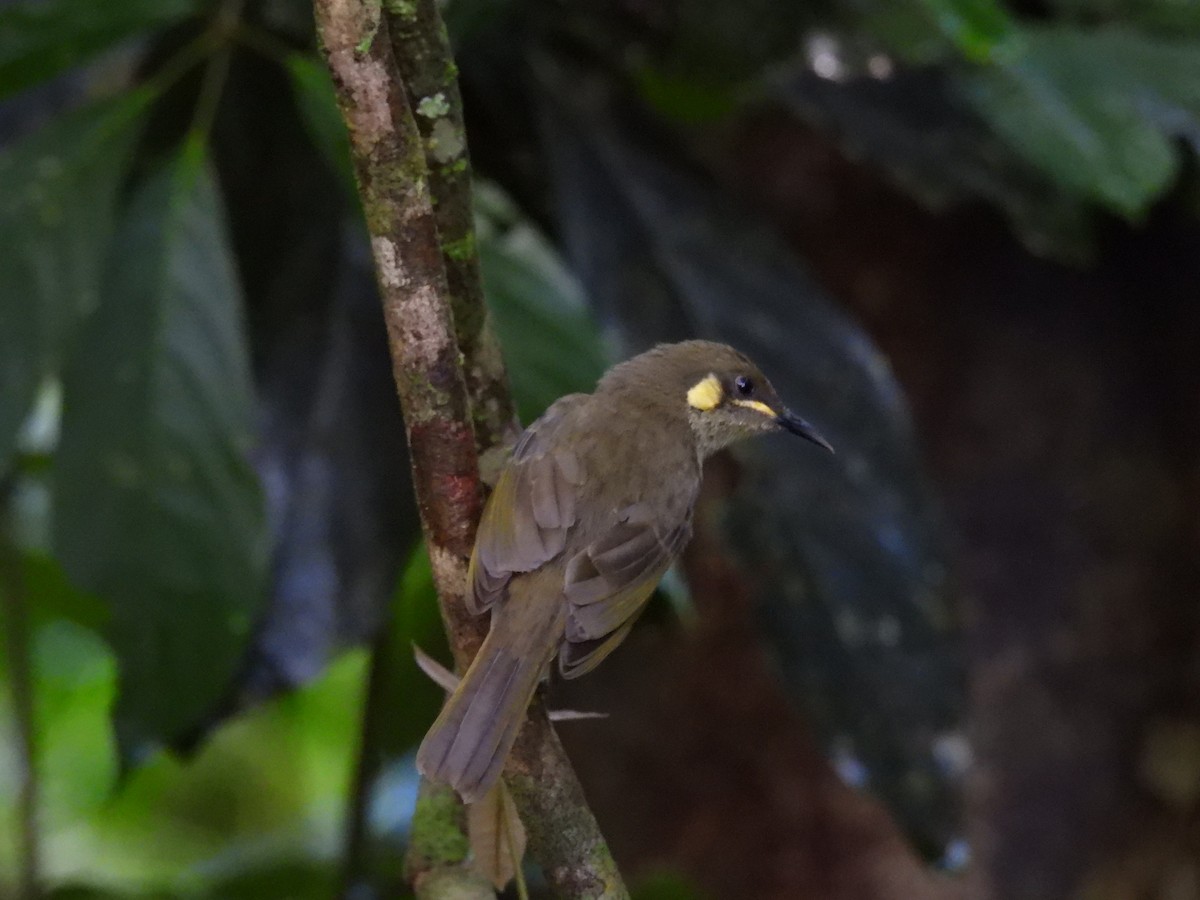 Cryptic Honeyeater - ML635676612