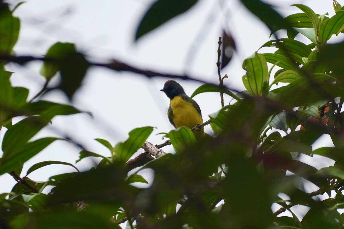Slate-throated Redstart - ML635676615