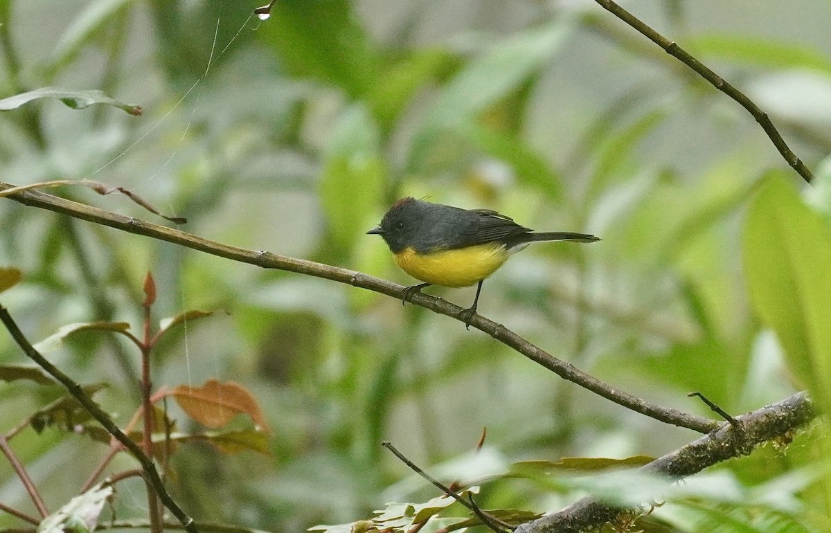 Slate-throated Redstart - ML635676616
