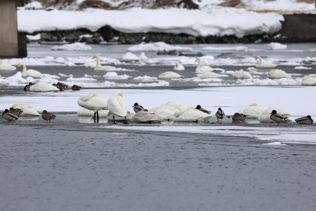 網走市--濤沸湖--白鳥公園(Abashiri--Lake Tofutsu--Swan Park