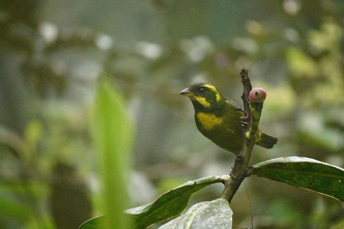 Gold-ringed Tanager - ML635676648