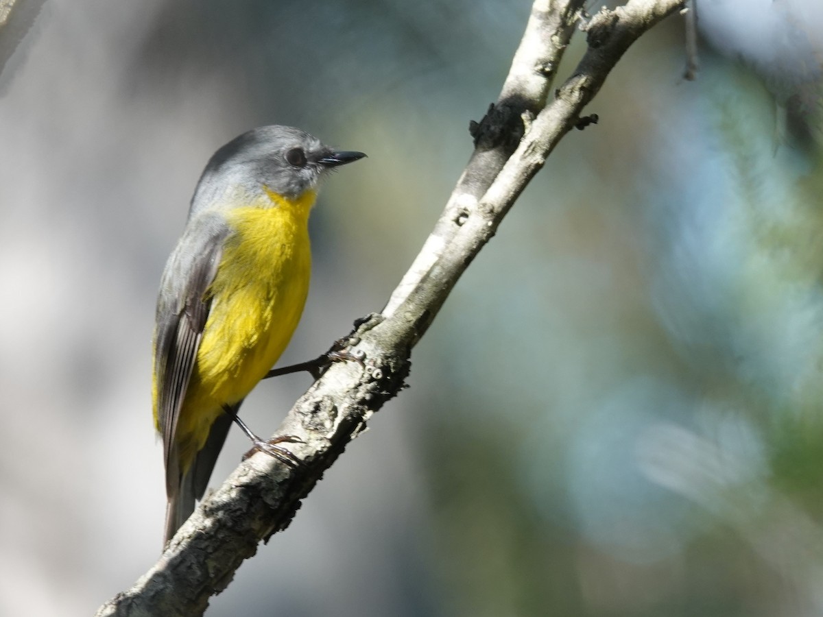 Eastern Yellow Robin - ML635676653