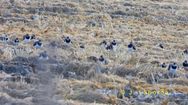 Чибис - ML635676701