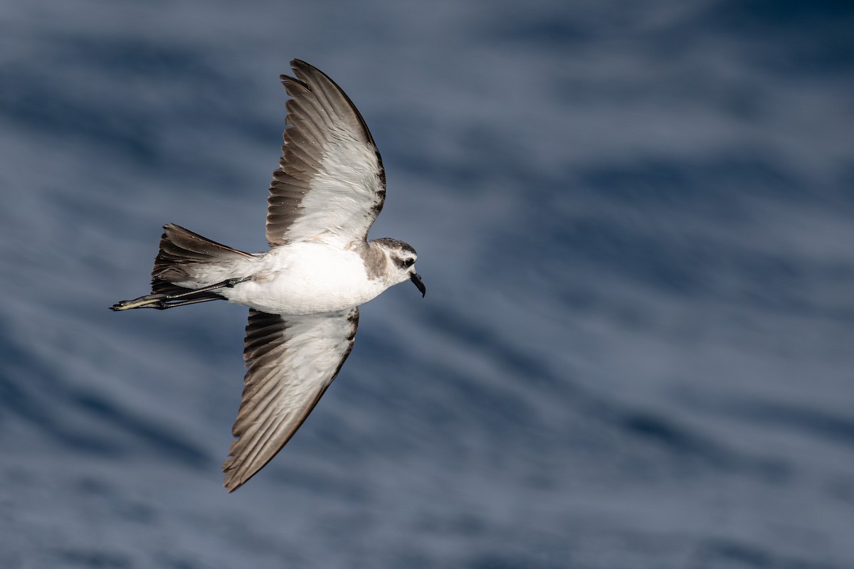 White-faced Storm-Petrel - ML635676704
