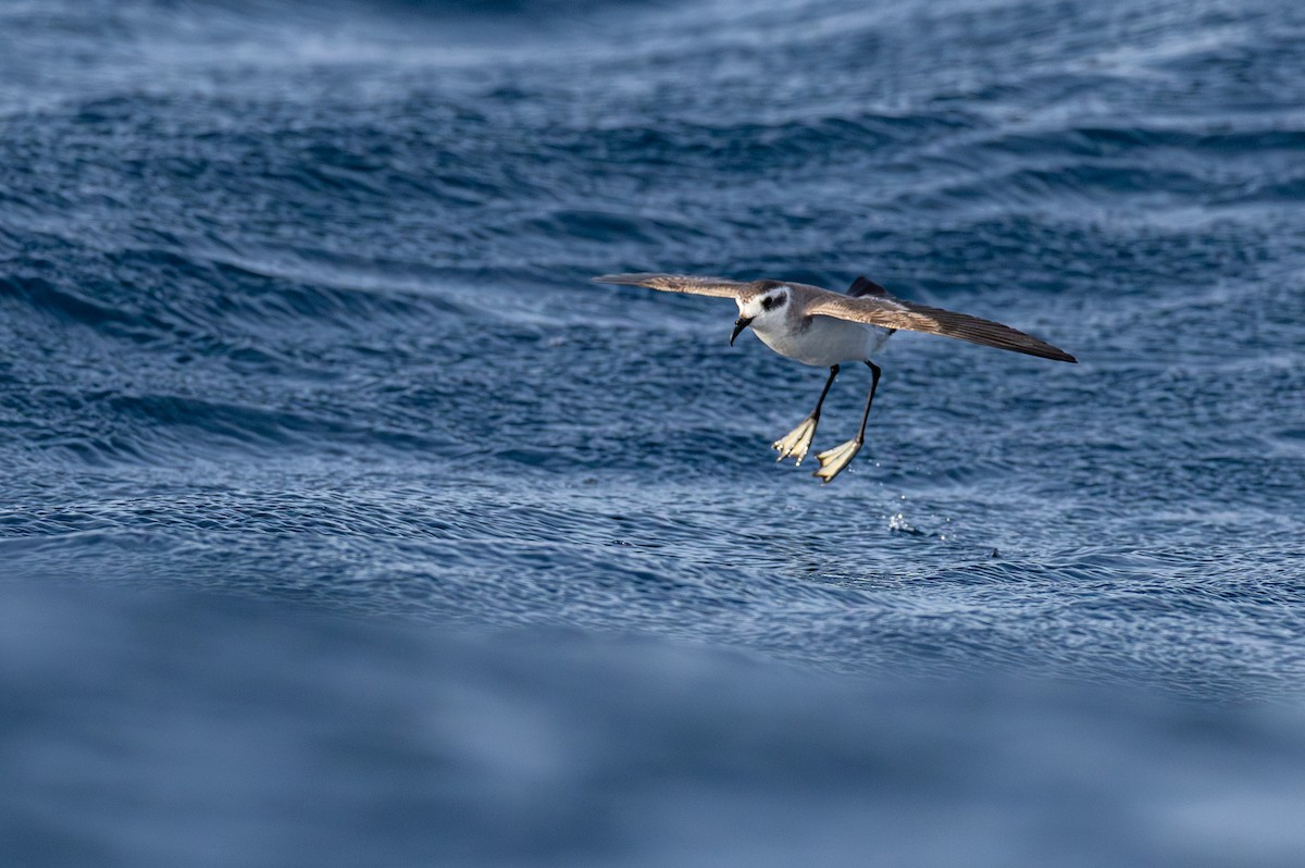 White-faced Storm-Petrel - ML635676706