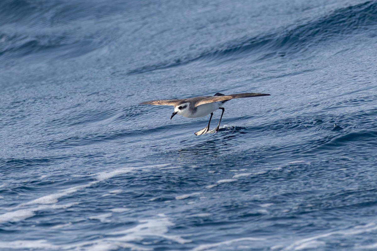 White-faced Storm-Petrel - ML635676707