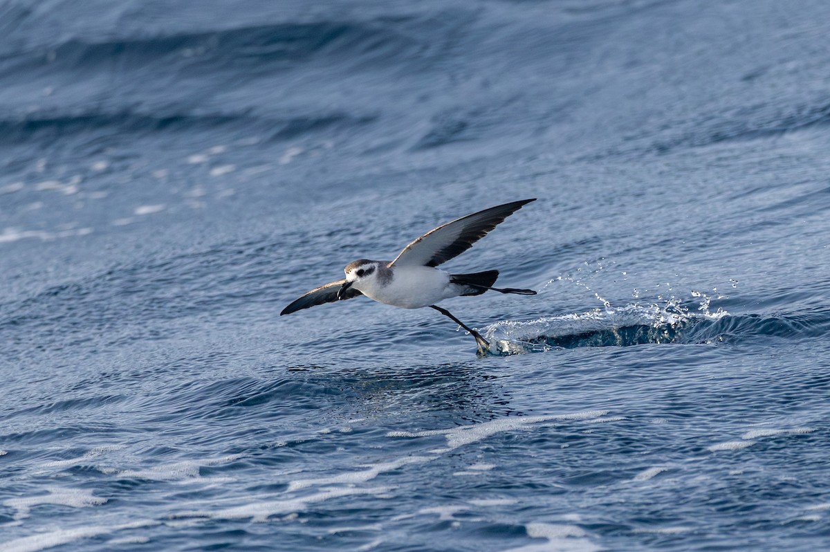White-faced Storm-Petrel - ML635676708