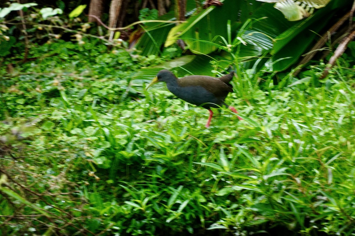 Blackish Rail - ML635676752