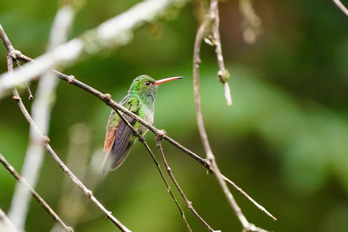Rufous-tailed Hummingbird - ML635676761