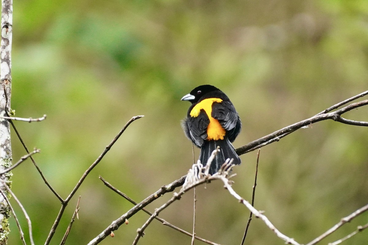 Flame-rumped Tanager (Lemon-rumped) - ML635676770