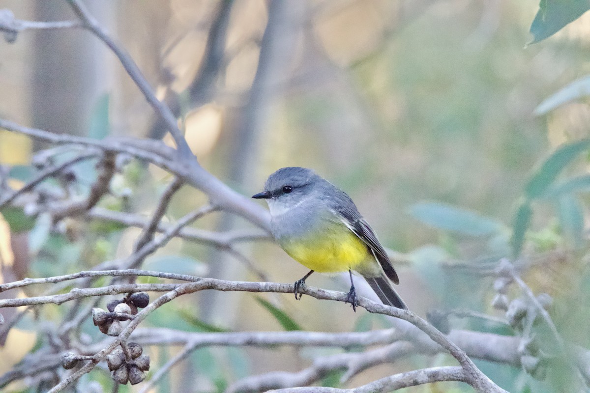 Western Yellow Robin - ML635676814