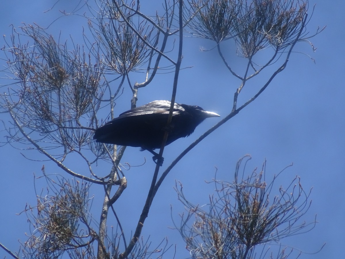 Cuban Crow - ML635676817