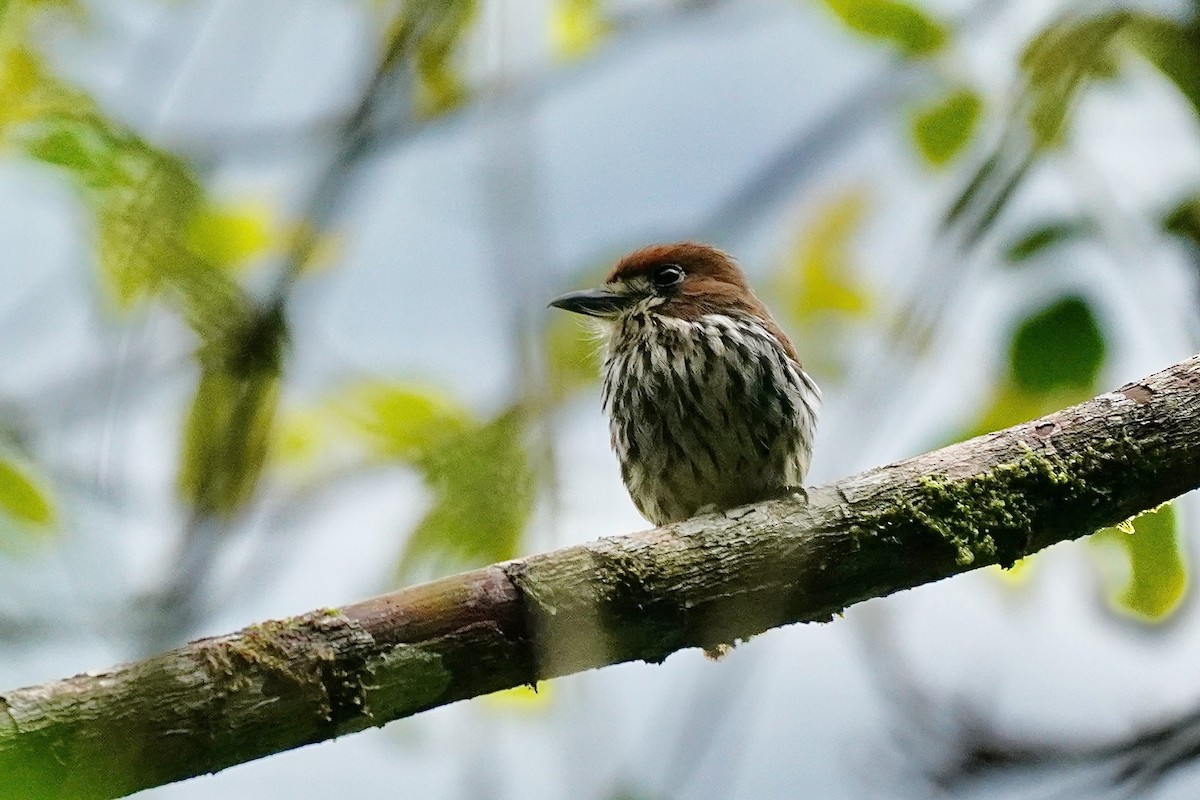 Lanceolated Monklet - ML635676821