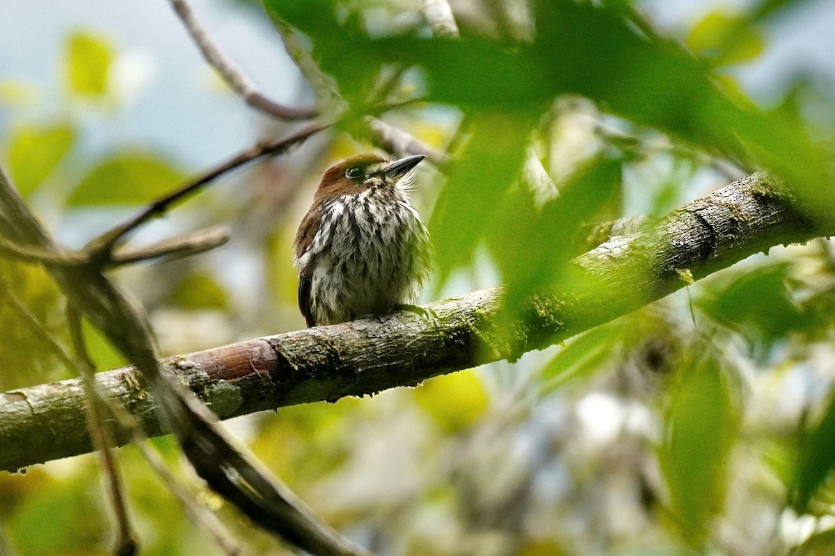 Lanceolated Monklet - ML635676822