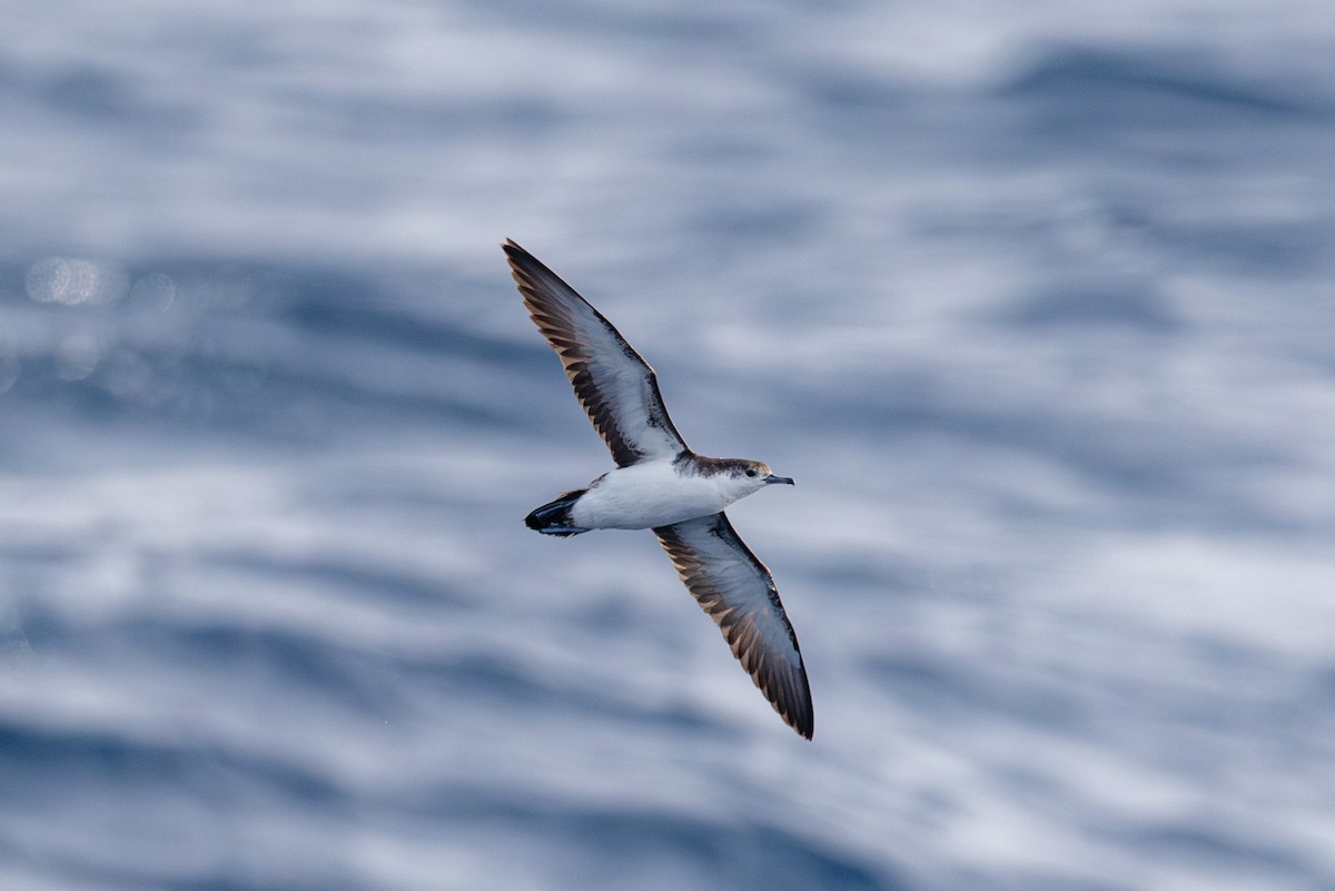 Boyd's Shearwater - ML635676852