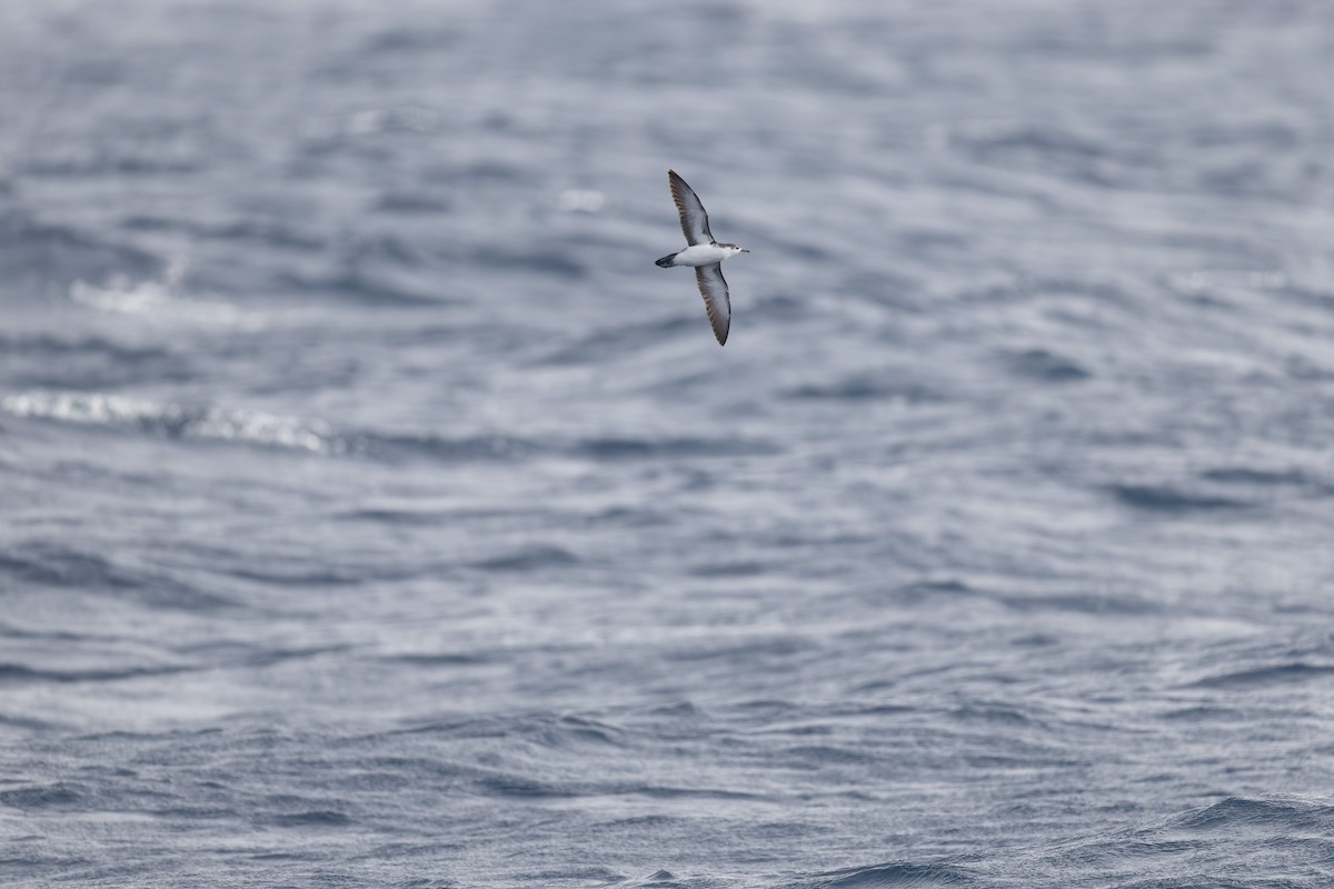 Boyd's Shearwater - ML635676879