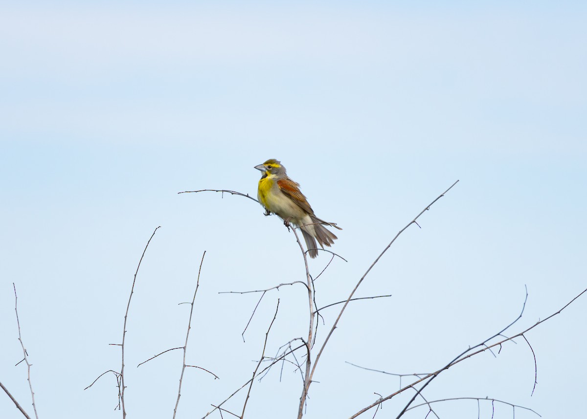 Dickcissel - ML635676949