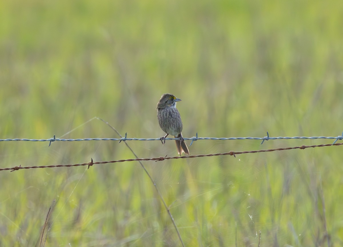 Seaside Sparrow - ML635676953