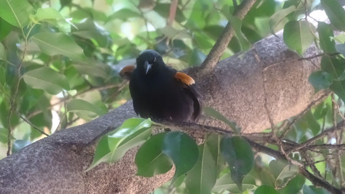 Tawny-shouldered Blackbird - ML635676982