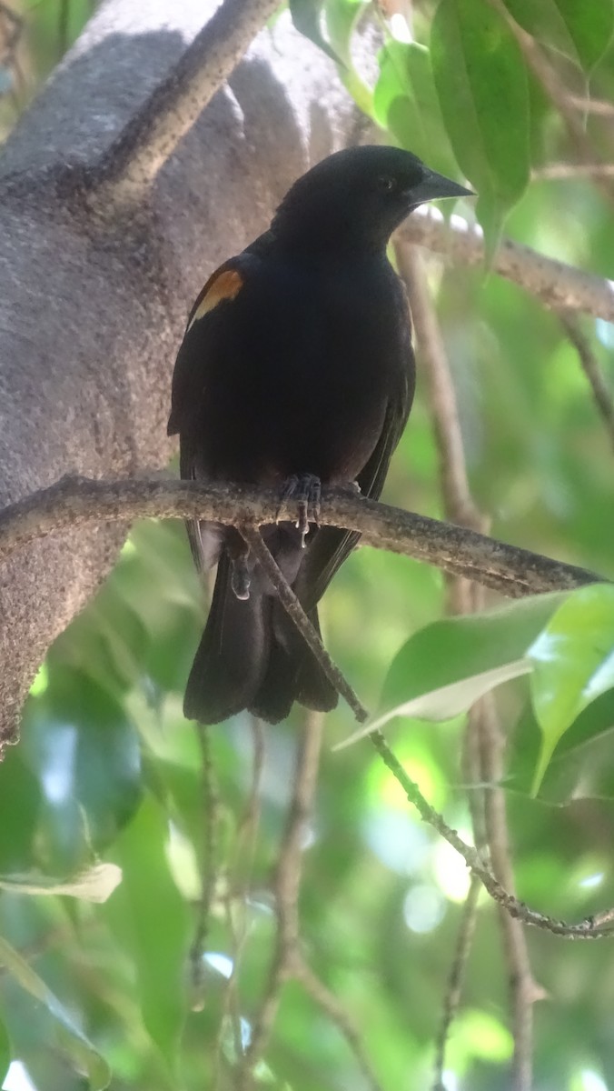 Tawny-shouldered Blackbird - ML635676983