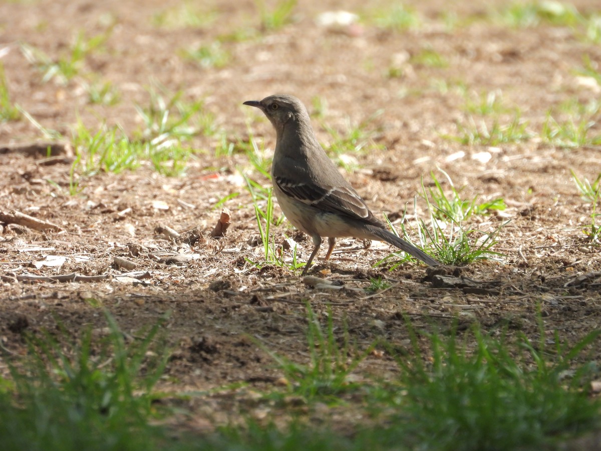Northern Mockingbird - ML635677147