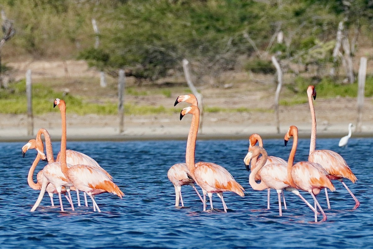 American Flamingo - ML635677246