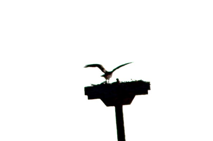 ミサゴ - ML635677268