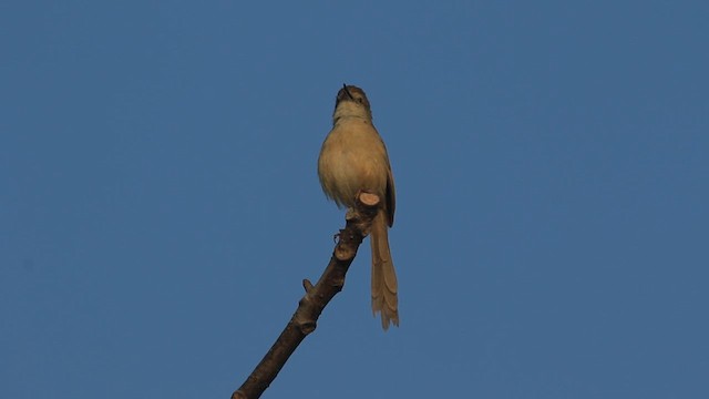 アジアマミハウチワドリ - ML635677270