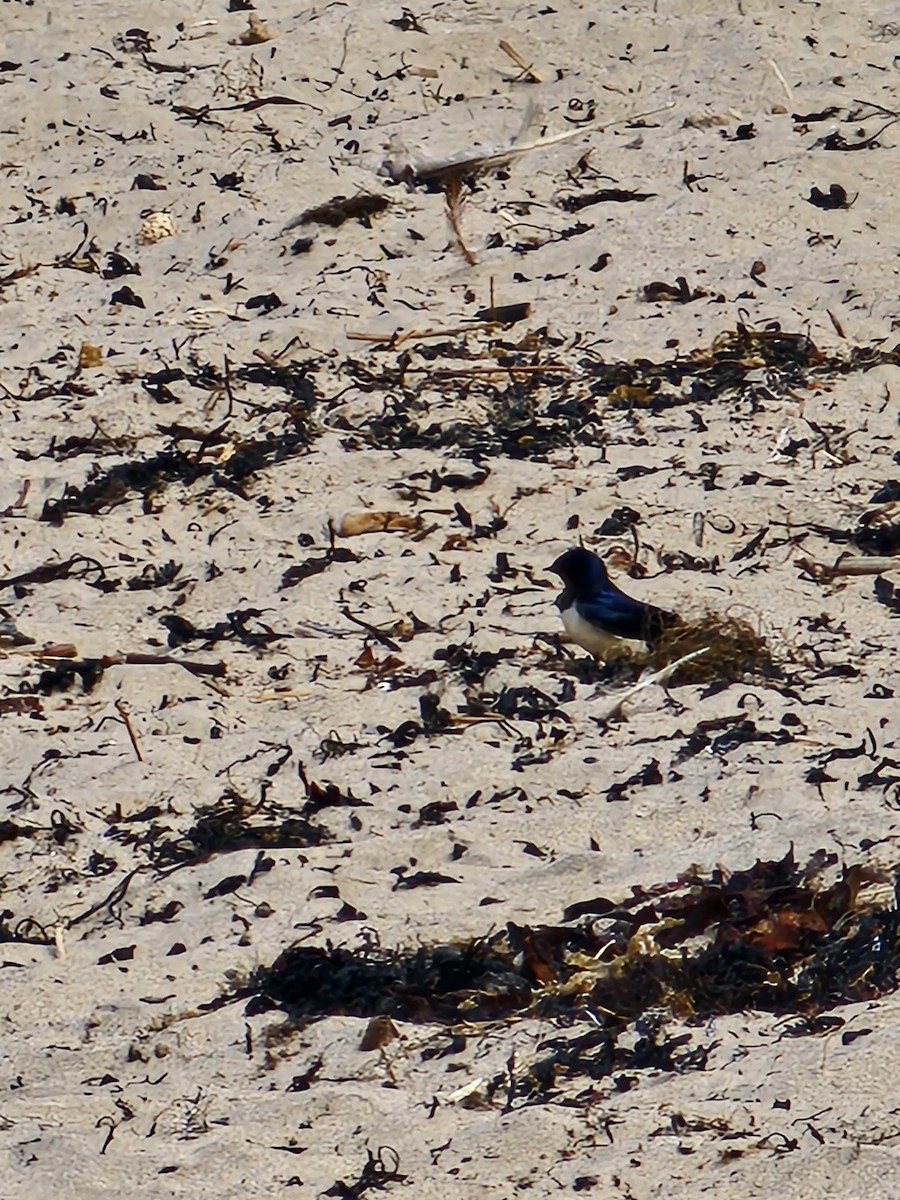 ツバメ - ML635677271