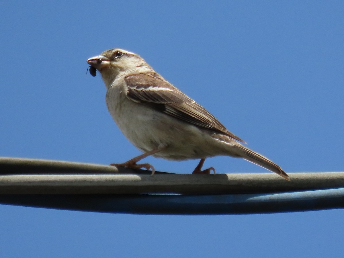 ニュウナイスズメ - ML635677272