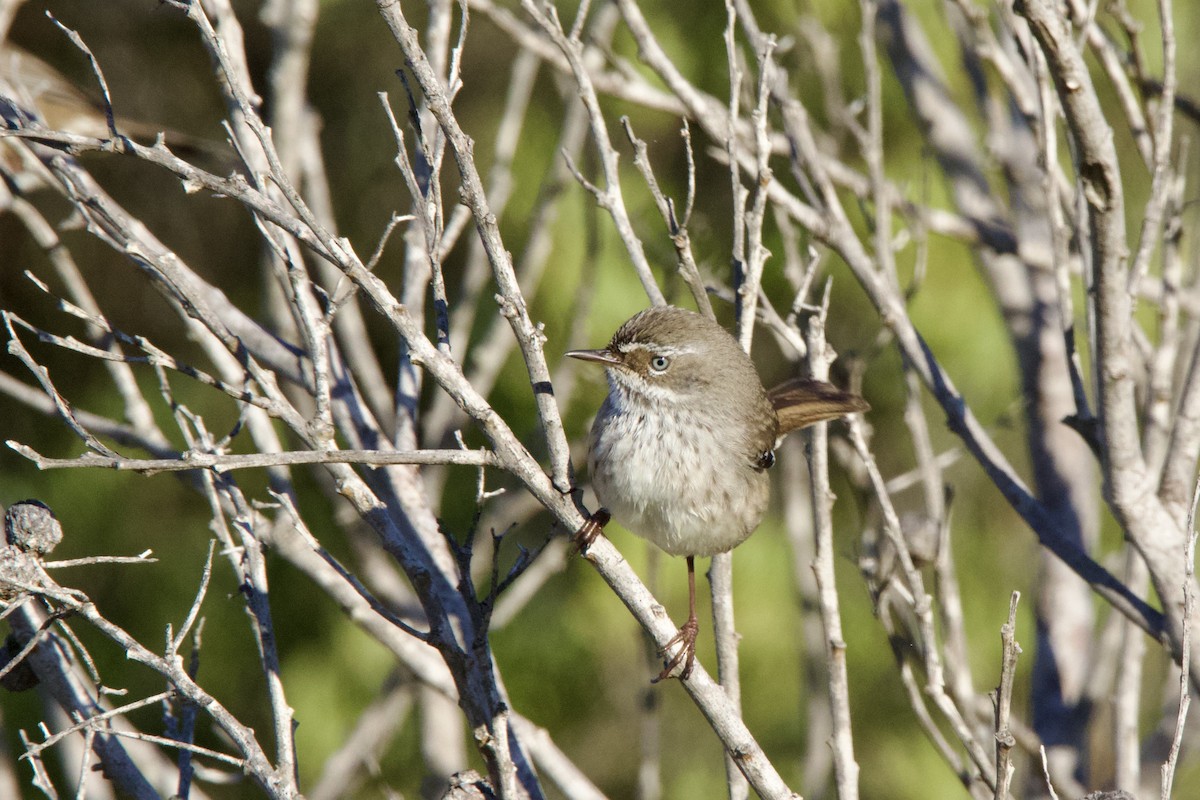 Spotted Scrubwren - ML635677356