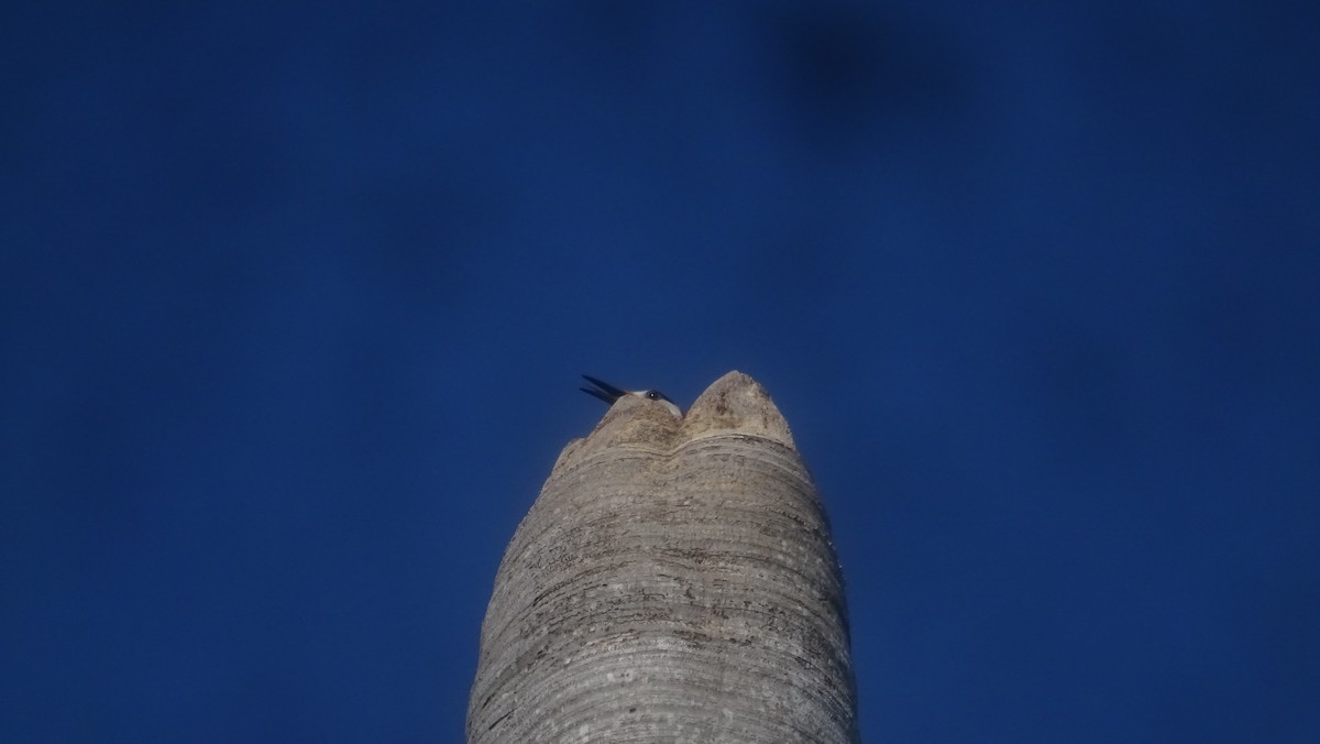 West Indian Woodpecker - ML635677376