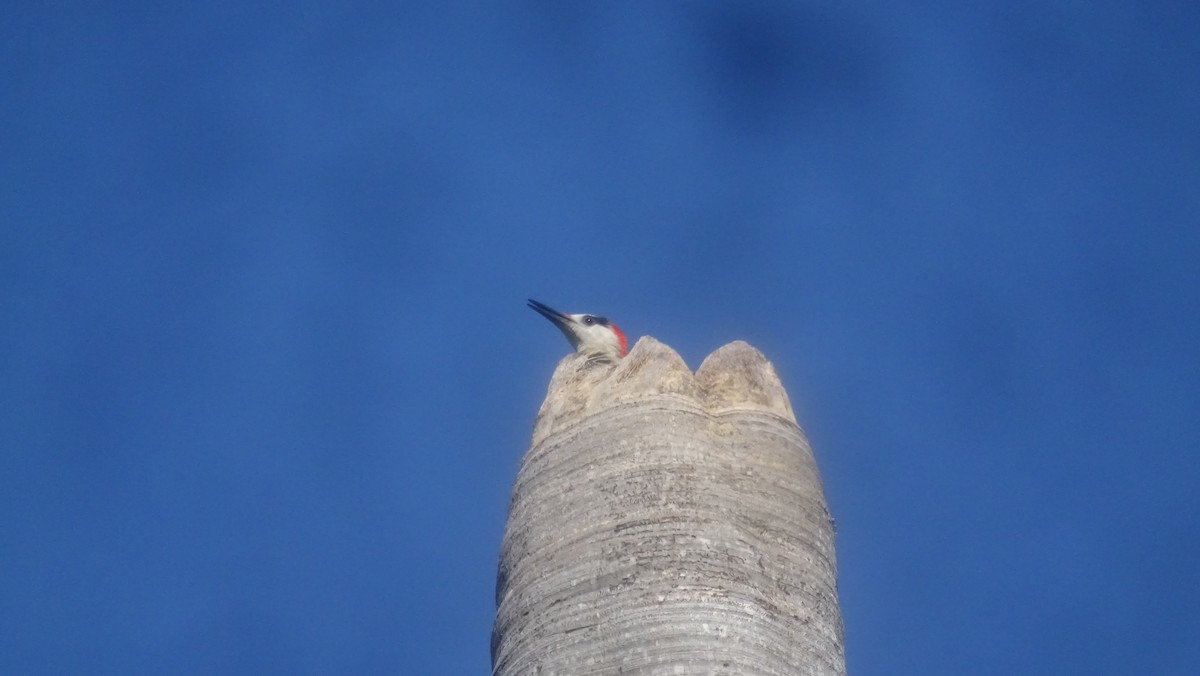 West Indian Woodpecker - ML635677380