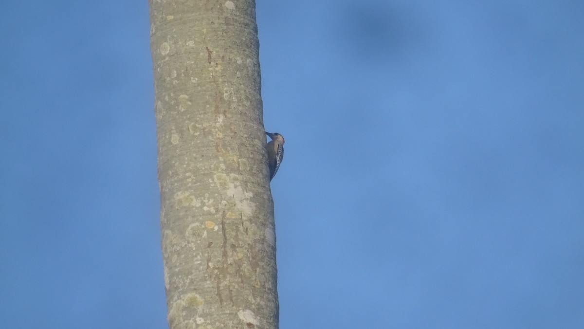 West Indian Woodpecker - ML635677382