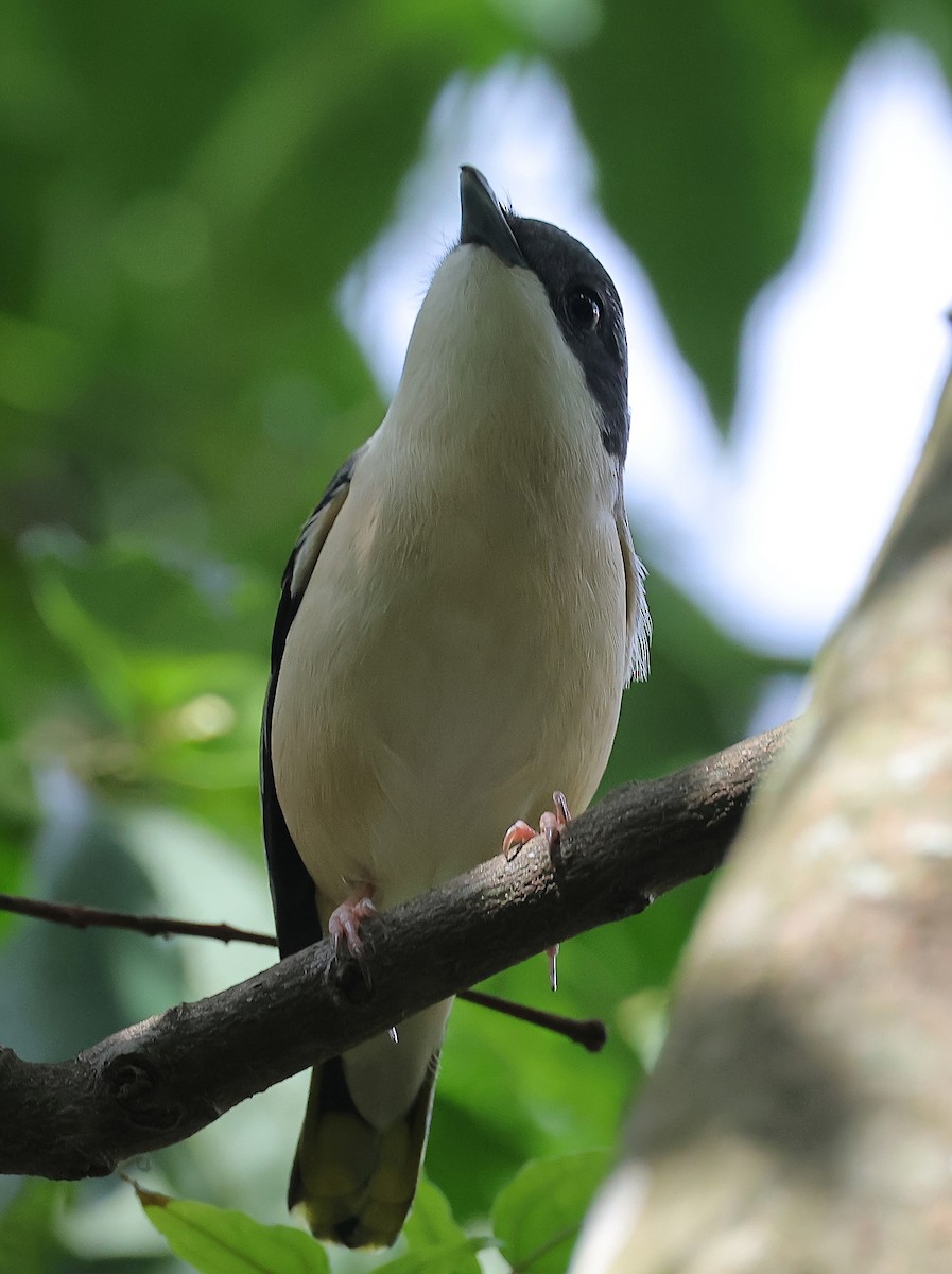 White-browed Shrike-Babbler (Himalayan) - ML635677389