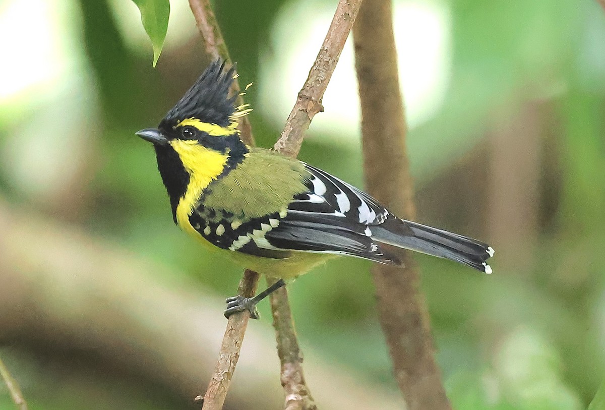 Himalayan Black-lored Tit - ML635677390