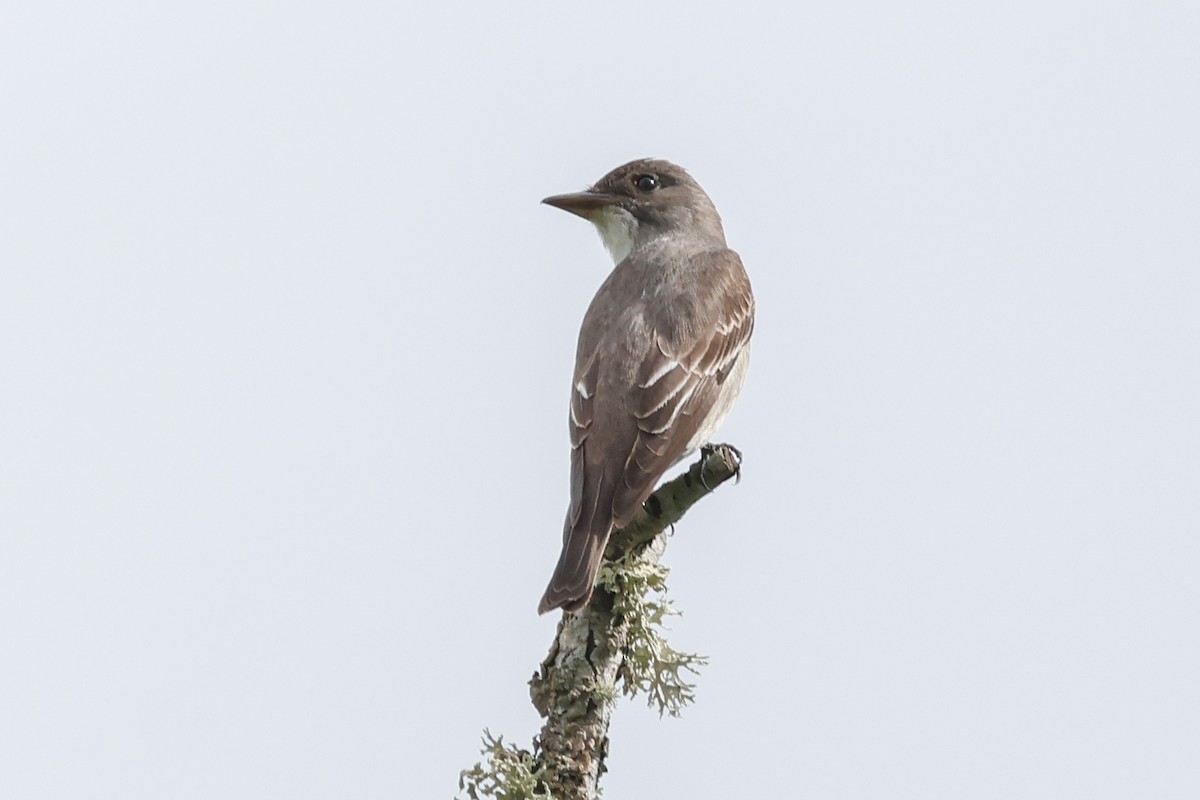 Olive-sided Flycatcher - ML635677422