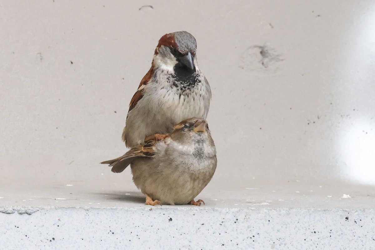House Sparrow - ML635677426