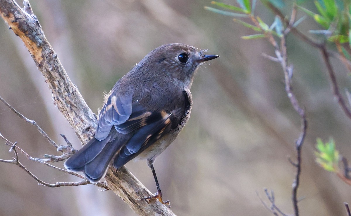 Pink Robin - ML635677504
